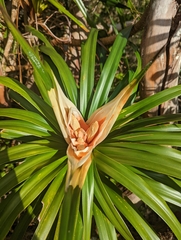 Freycinetia arborea