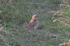 Emberiza leucocephalos