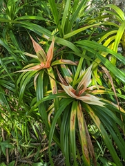 Freycinetia arborea