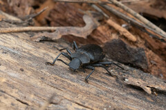 Iphthiminus serratus