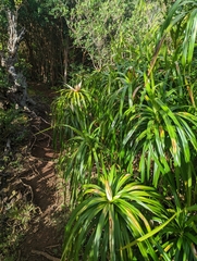 Freycinetia arborea