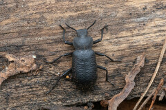 Iphthiminus serratus