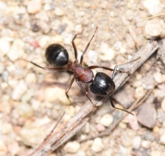 Camponotus novaeboracensis