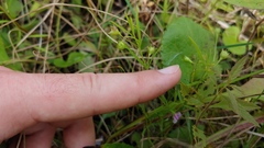 Agalinis skinneriana