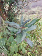 Ficus erecta beecheyana