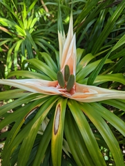 Freycinetia arborea