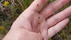 Scleria verticillata