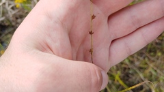 Scleria verticillata