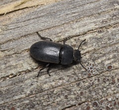 Tenebrioninae