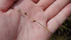 Scleria verticillata