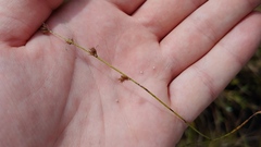 Scleria verticillata