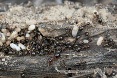 Formica subpolita
