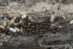 Formica subpolita