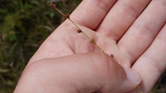 Scleria verticillata