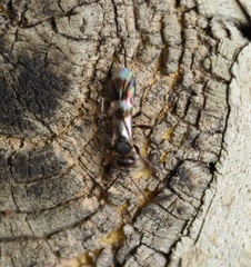 Gelis tenellus