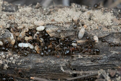 Formica subpolita