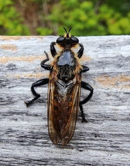 Laphria