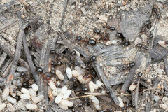 Formica subpolita
