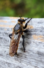 Laphria