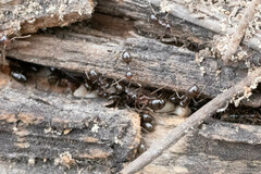 Formica subpolita