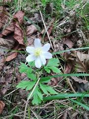 Anemonoides nemorosa