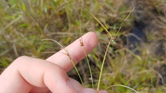 Cyperus bipartitus
