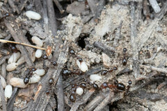 Formica subpolita