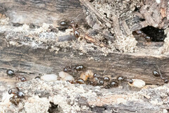 Formica subpolita