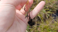 Cyperus bipartitus