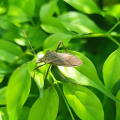 Ochrochira
