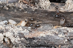 Formica subpolita