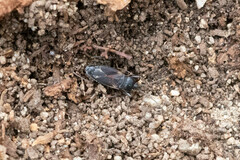 Eremocoris semicinctus