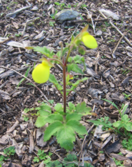 Calceolaria tripartita