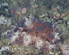 Dendrodoris carbunculosa