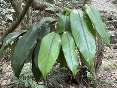 Diospyros blancoi