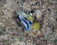 Gymnothorax rueppelliae