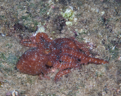 Callistoctopus luteus