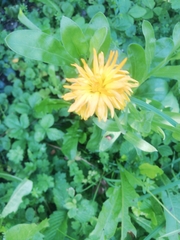 Calendula