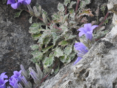 Campanula celsii