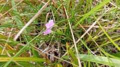 Agalinis skinneriana
