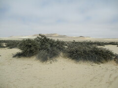 Caroxylon nollothense