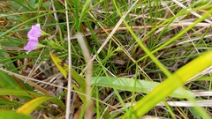 Agalinis skinneriana