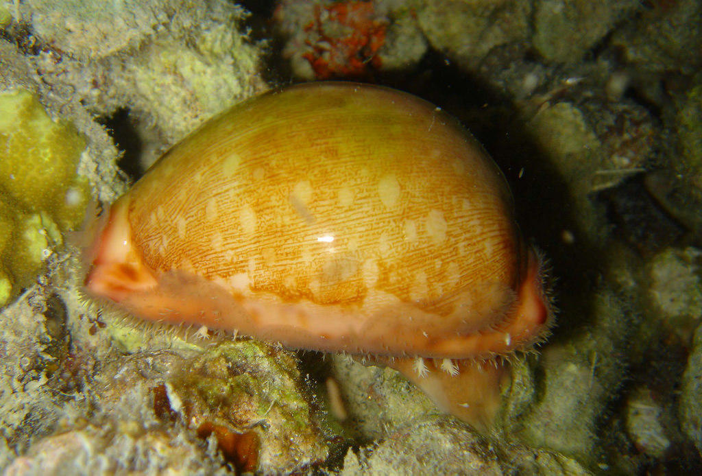 Leporicypraea
