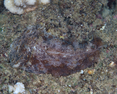 Dolabella auricularia
