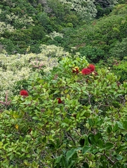 Metrosideros polymorpha