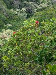 Metrosideros polymorpha