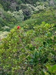 Metrosideros polymorpha