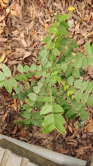 Averrhoa carambola