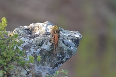 Emberiza citrinella × leucocephalos
