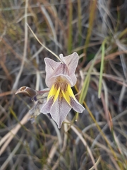 Gladiolus carinatus